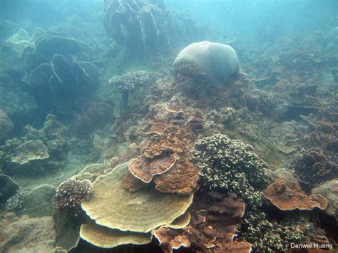 Coral Reefs - Coral Reefs of Singapore