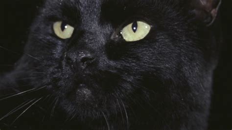 31 Days of Horror: Day 11- The Black Cat (1981) | We The Nerdy