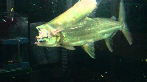 Goliath Tiger Fish Aquarium