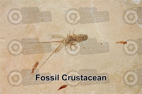 Crustacea. Crustacean. Fossil. Cretaceous - Crustacea (Crustaceans ...