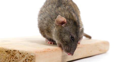 How Many Rats Live in New York City? - A-Z Animals