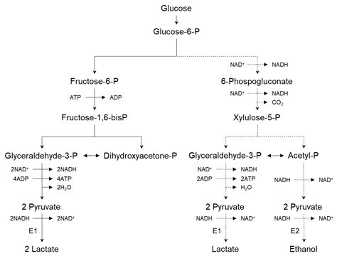 Fermentation | Free Full-Text | Lactic Acid for Green Chemical Industry ...