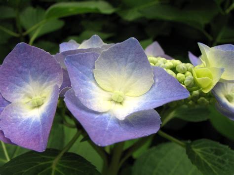 Blue Hydrangea | Some blue hydrangea at the Kyoto Botanical … | Chris Gladis | Flickr