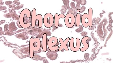 Choroid plexus - nervous system histology - YouTube