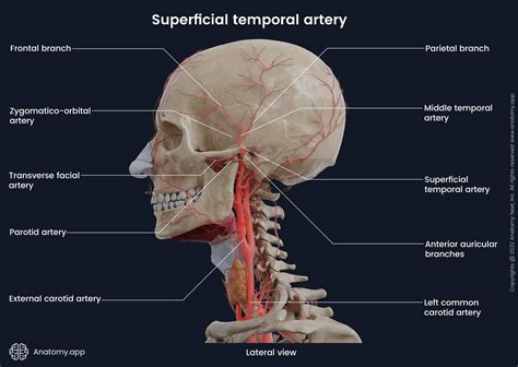 Superficial Temporal Artery Branches