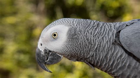 Parrot | San Diego Zoo Animals & Plants