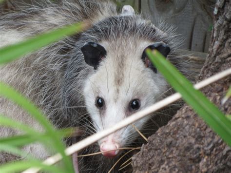 Opossum Facts: 10 Things You Never Knew About The Marsupial | Igor ...