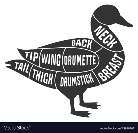 Duck meat butcher diagram meat cut scheme Vector Image