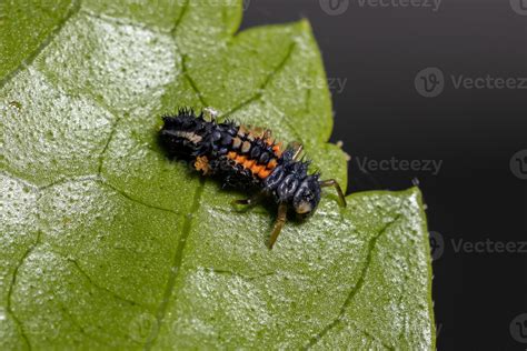 Asian Lady Beetle Larvae 3780260 Stock Photo at Vecteezy