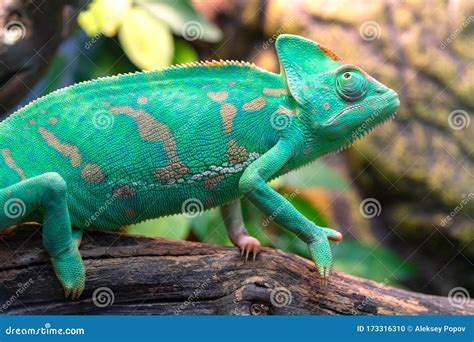 Young Green Chameleon. Natural Habitat Stock Photo - Image of selection ...