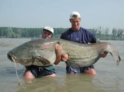 Fish in lake Marion - Fishing South Carolina