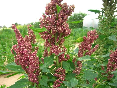 How to Grow Quinoa - Superfood Indoors - Grow My Own Health Food