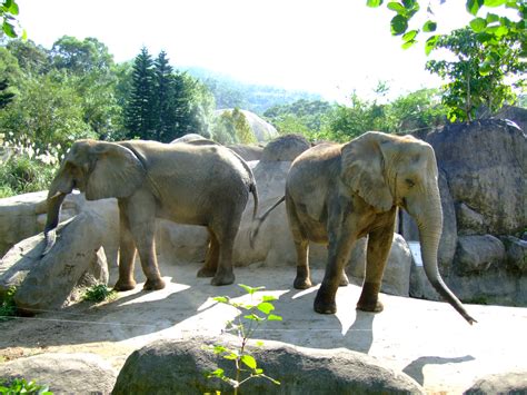 File:African Elephants in Taipei Zoo 11-12-2007.JPG - Wikimedia Commons