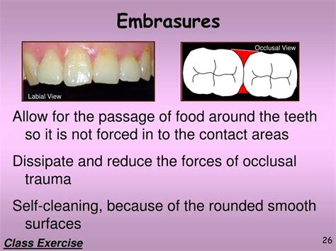 PPT - Dental Terminology Part 2 PowerPoint Presentation, free download ...