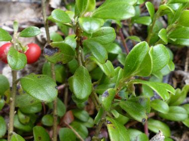 Bearberry: Pictures, Flowers, Leaves & Identification | Arctostaphylos uva ursi