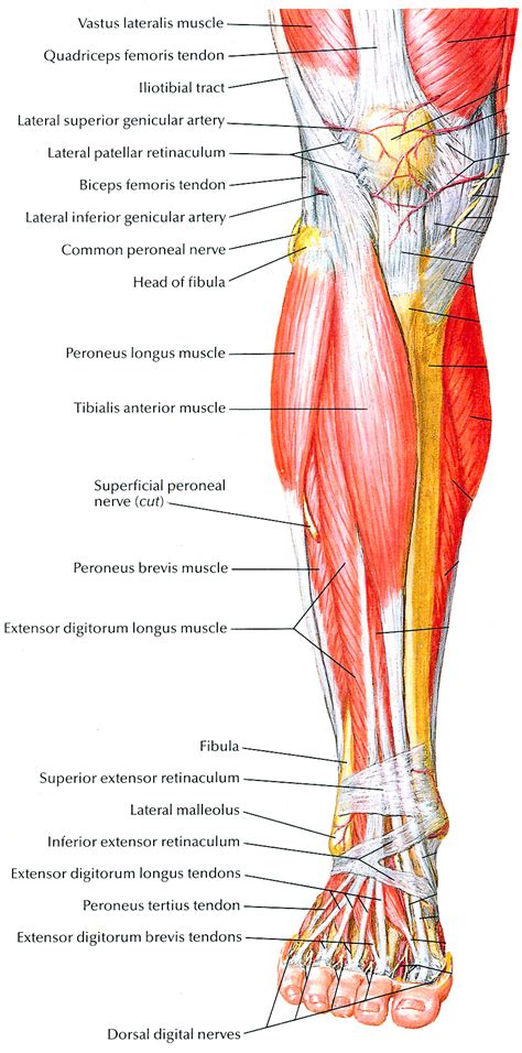 Muscles That Lift The Arches Of The Feet Muscle Anatomy Leg Anatomy ...