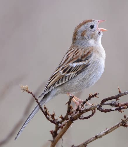 First of Season Sightings at Banshee Reeks - Loudoun Wildlife Conservancy