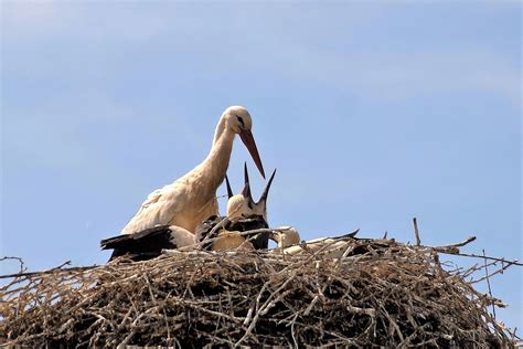 Stork Nest Feeding - Free photo on Pixabay - Pixabay