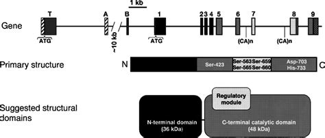 Organization of the human hormone-sensitive lipase (HSL) gene and... | Download Scientific Diagram