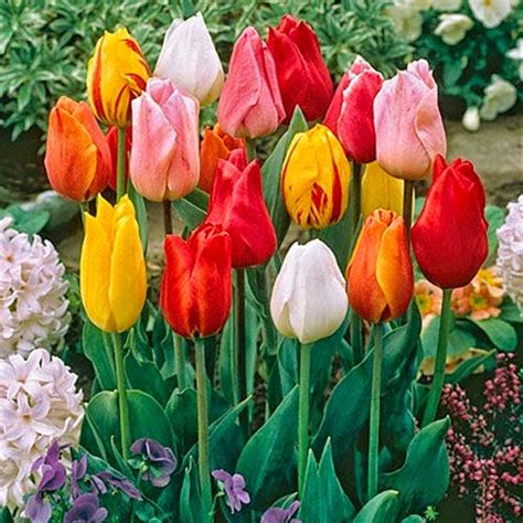 Tarım Siteniz: Lale türleri 2 (Tulipa varieties)