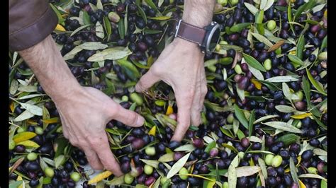 How Extra Virgin Olive Oil is Made | Olive Oil Production Educational Video - Insiders Wine