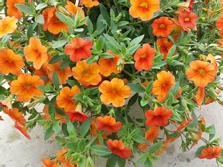 Calibrachoa Mini Famous Orange | Calibrachoa Mini Famous Ora… | Flickr