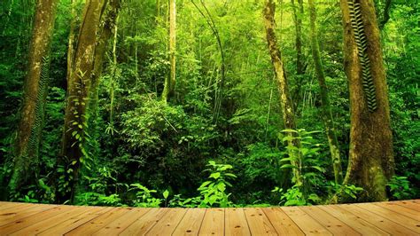 Amazon Rainforest Wallpapers - Top Free Amazon Rainforest Backgrounds ...