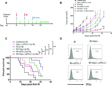 Administration of anti-PD-L1 antibody significantly improves the ...