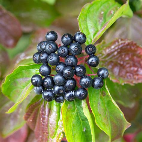 Dogwood berries © David P Howard cc-by-sa/2.0 :: Geograph Britain and Ireland
