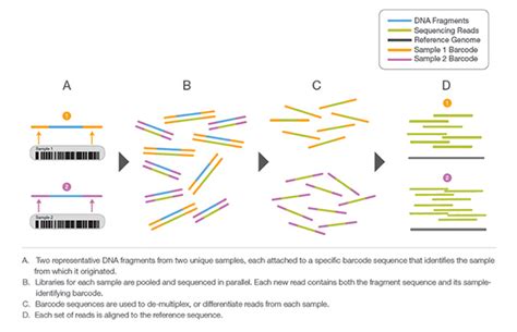 Illumina Dna Sequencing