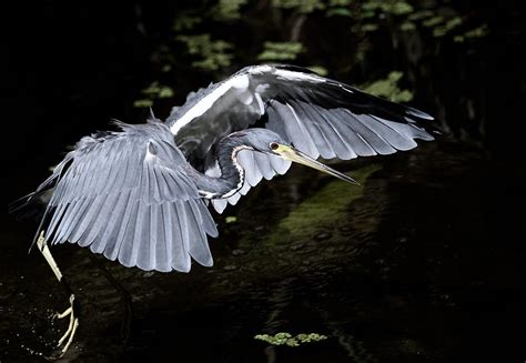 Baby Blue Heron Photograph by John Kearns - Fine Art America