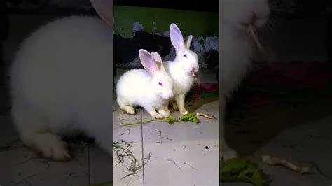 Rabbit #rabbit #anime #love #beautiful #animals - YouTube