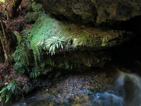 2012-12-17 Junee Cave 33 - Ferns at cave mouth | Small ferns… | Flickr