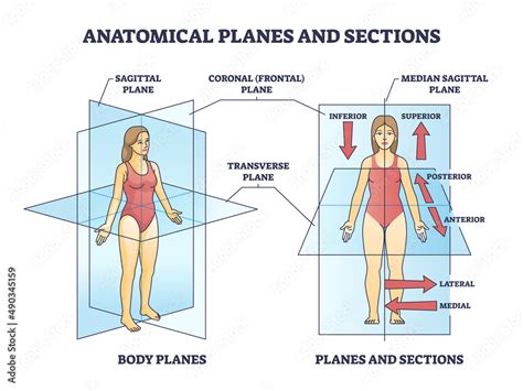 Anatomical planes or sections for human medical body division outline diagram. Labeled ...