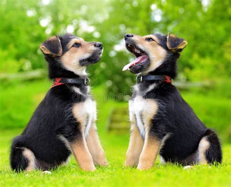 Two crossbreed dogs stock photo. Image of crossbreed, pets - 4990660