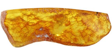 Rare Fossil Centipede (Chilopoda) In Baltic Amber (#48250) For Sale - FossilEra.com