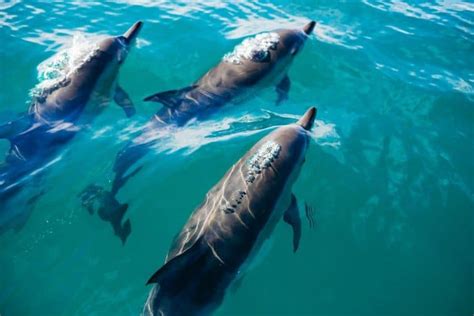 Dolphin Tours In And Around Dauphin Island