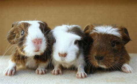 Baby Guinea Pigs (How to Care and Treating With Extra Care) - Cabrito