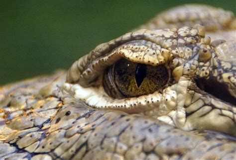 macro shot, reptile, animal, animal photography, close-up, Crocodile ...