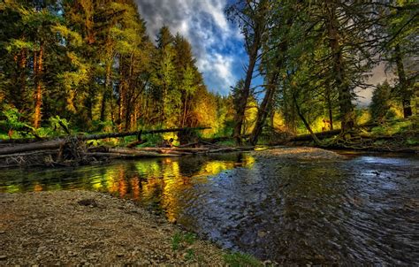 Wallpaper autumn, forest, landscape, nature, river, forest, river, landscape, nature, beautiful ...