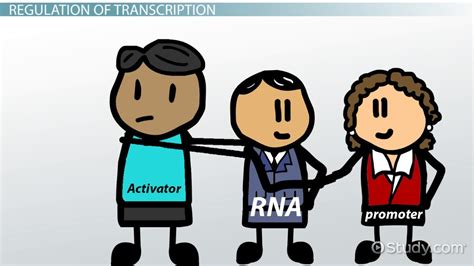 Gene Regulation: Definition & Overview - Video & Lesson Transcript | Study.com