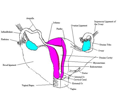 Internal Female Reproductive System