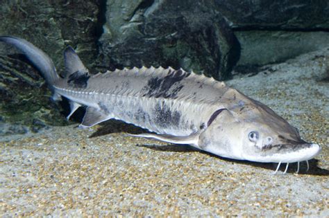 Chicago's Largest Fish Are Older Than Dinosaurs - South Loop - Chicago - DNAinfo