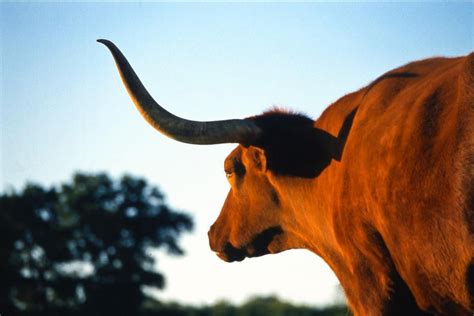 Firecracker Texas Longhorn at Dusk Photograph Bull Pictures Wall Decor ...