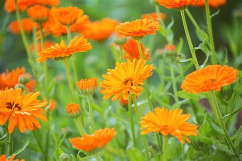 Calendula: Plant Care and Growing Guide (Pot Marigold)