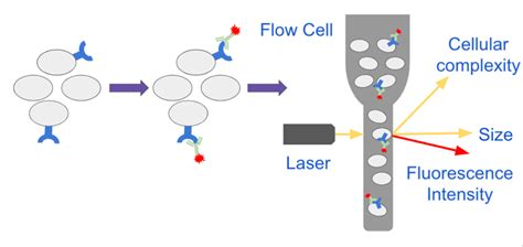 Analyzing Single Cells with Flow Cytometry