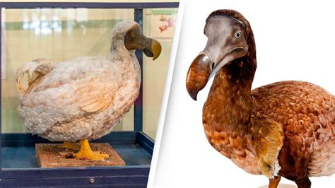 Dodo Could Be Brought Back To Life After Major DNA Breakthrough