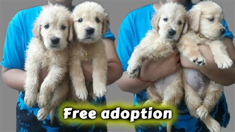 Free Dog Adoption - Golden Retriever *puppies Ready to Adopt* - YouTube