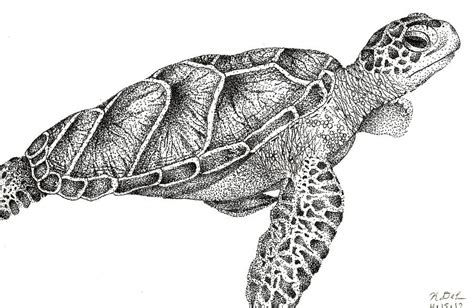 Sea Turtle by kerrrriix3 on DeviantArt