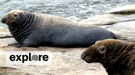 Gray Seal Mating - YouTube